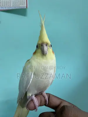 লুটিনো ককাটেল