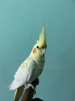 লুটিনো ককাটেল