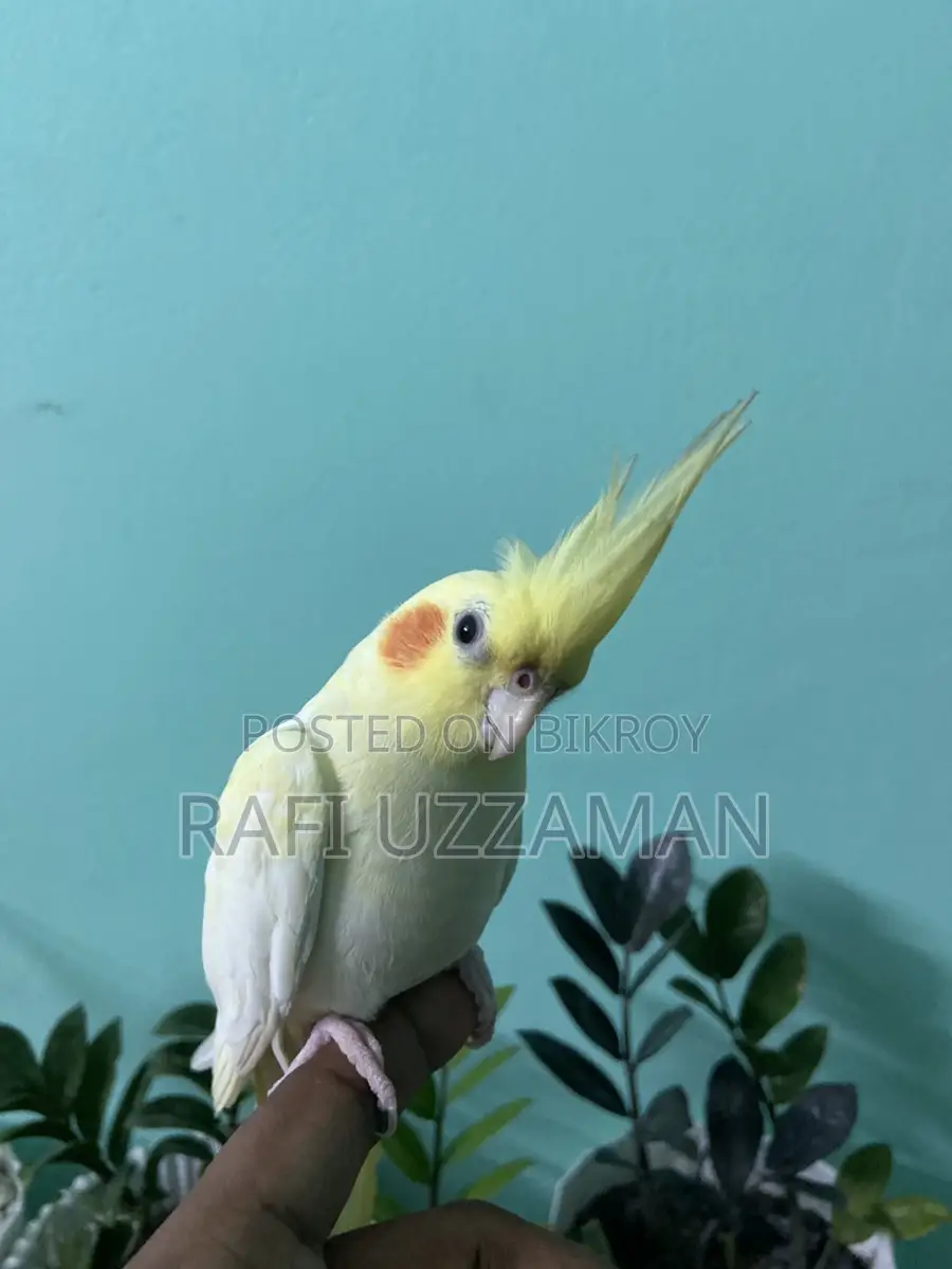 লুটিনো ককাটেল
