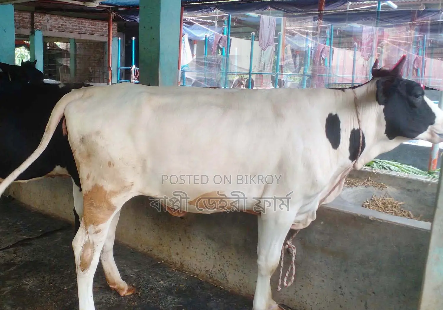 ৯৯১নং উন্নত জাতের বকনা বিক্রয় ।