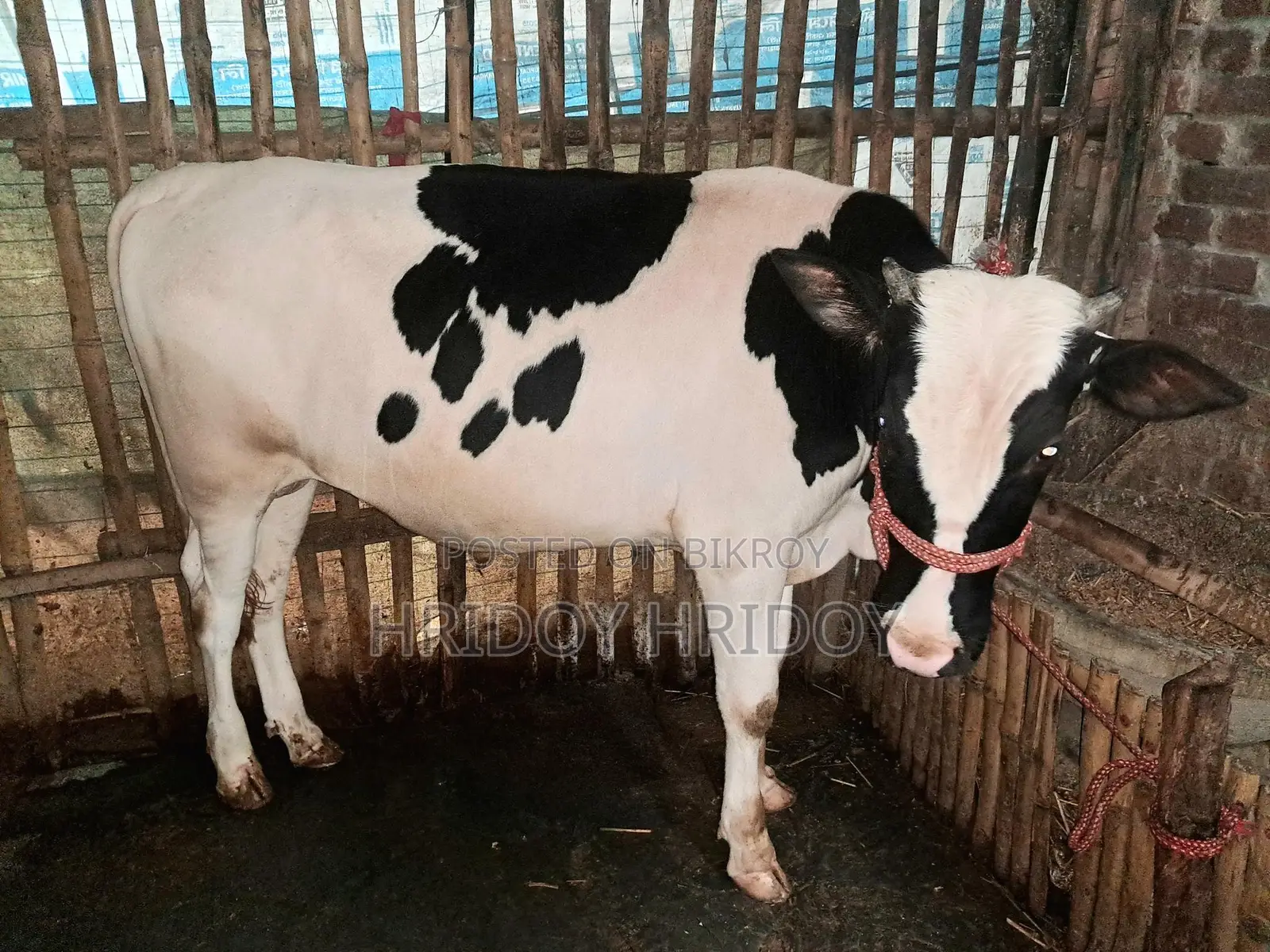 ফ্রিজিয়াম ষাঁড় গরু