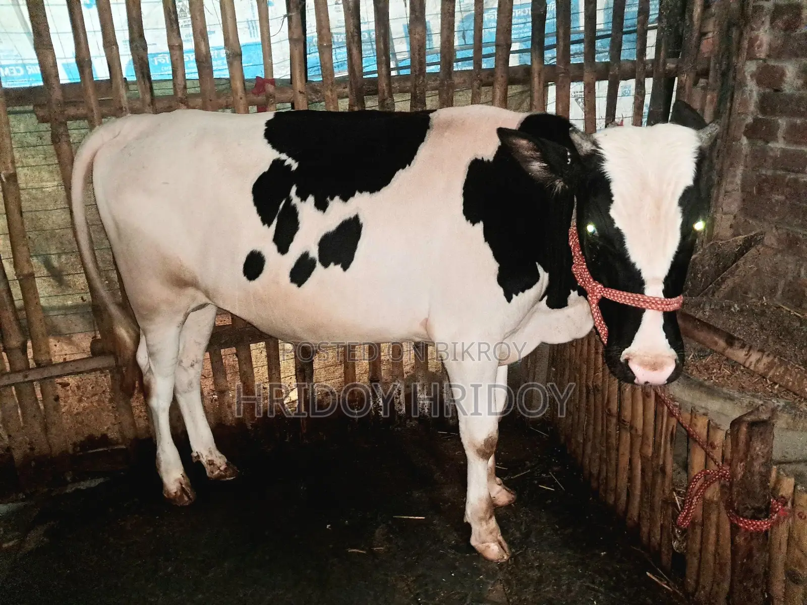 ফ্রিজিয়াম ষাঁড় গরু
