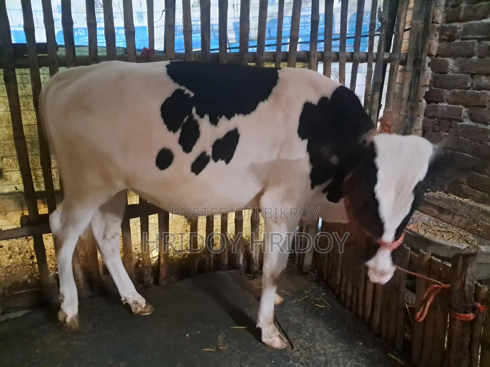 ফ্রিজিয়াম ষাঁড় গরু