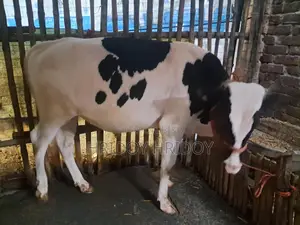ফ্রিজিয়াম ষাঁড় গরু