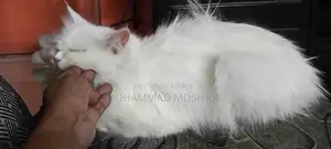Persian Cat