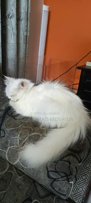 Persian Cat