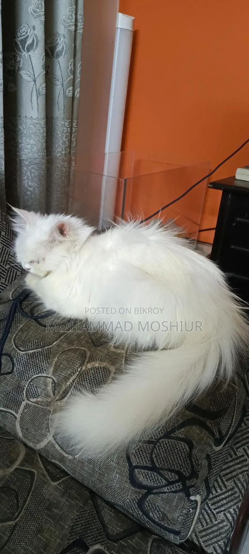 Persian Cat