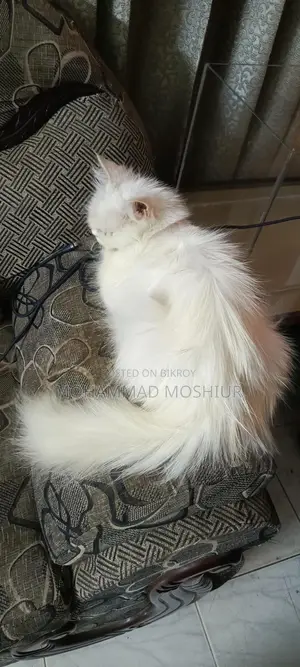Persian Cat