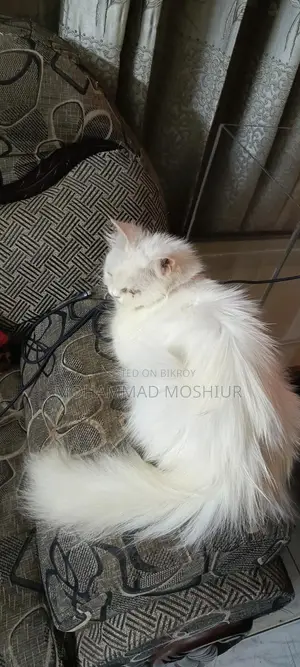 Persian Cat