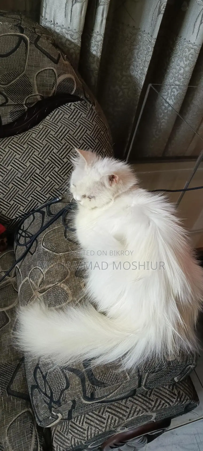 Persian Cat