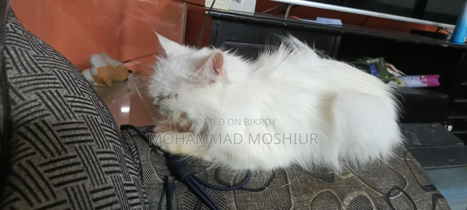 Persian Cat