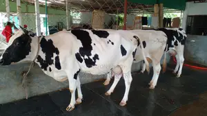 3 High-Quality Cows (ID: 824).