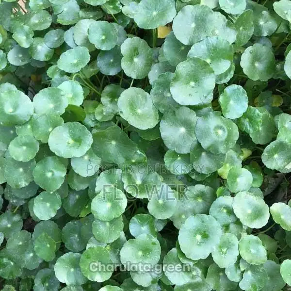 Coin Plant