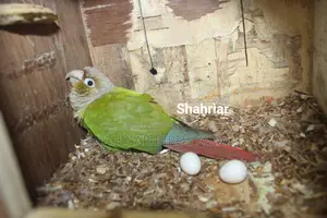Pineapple Conure Pair