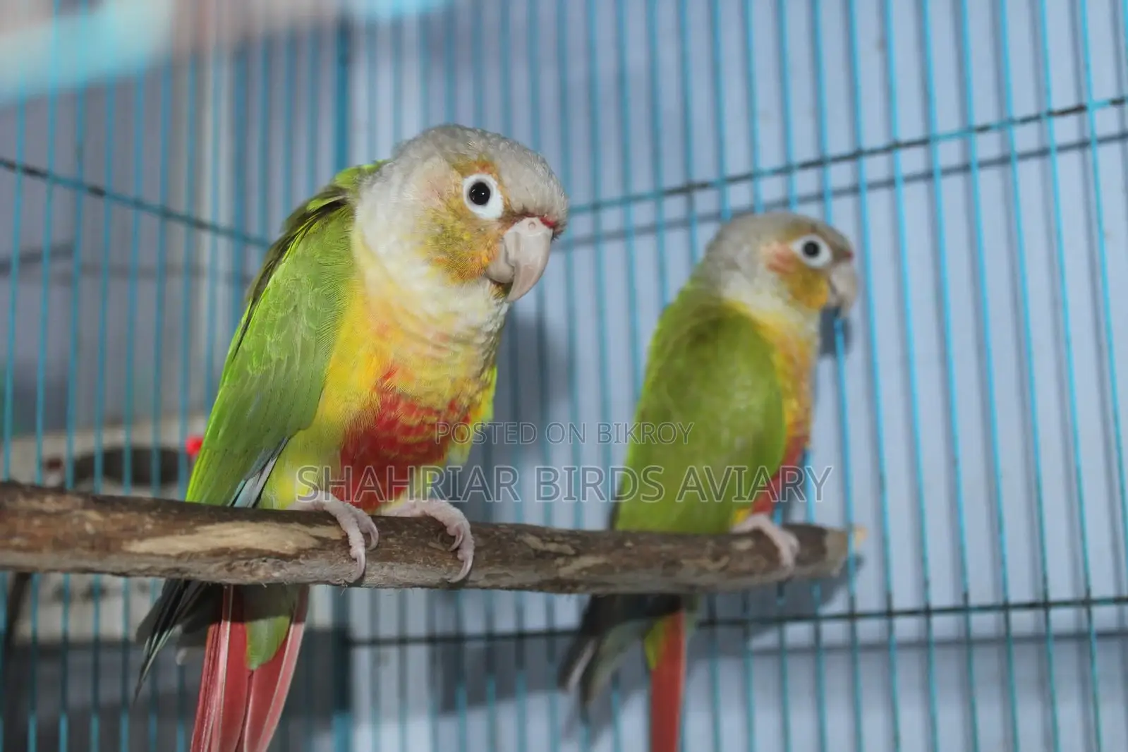 Pineapple Conure Pair