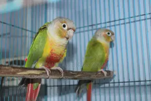 Pineapple Conure Pair