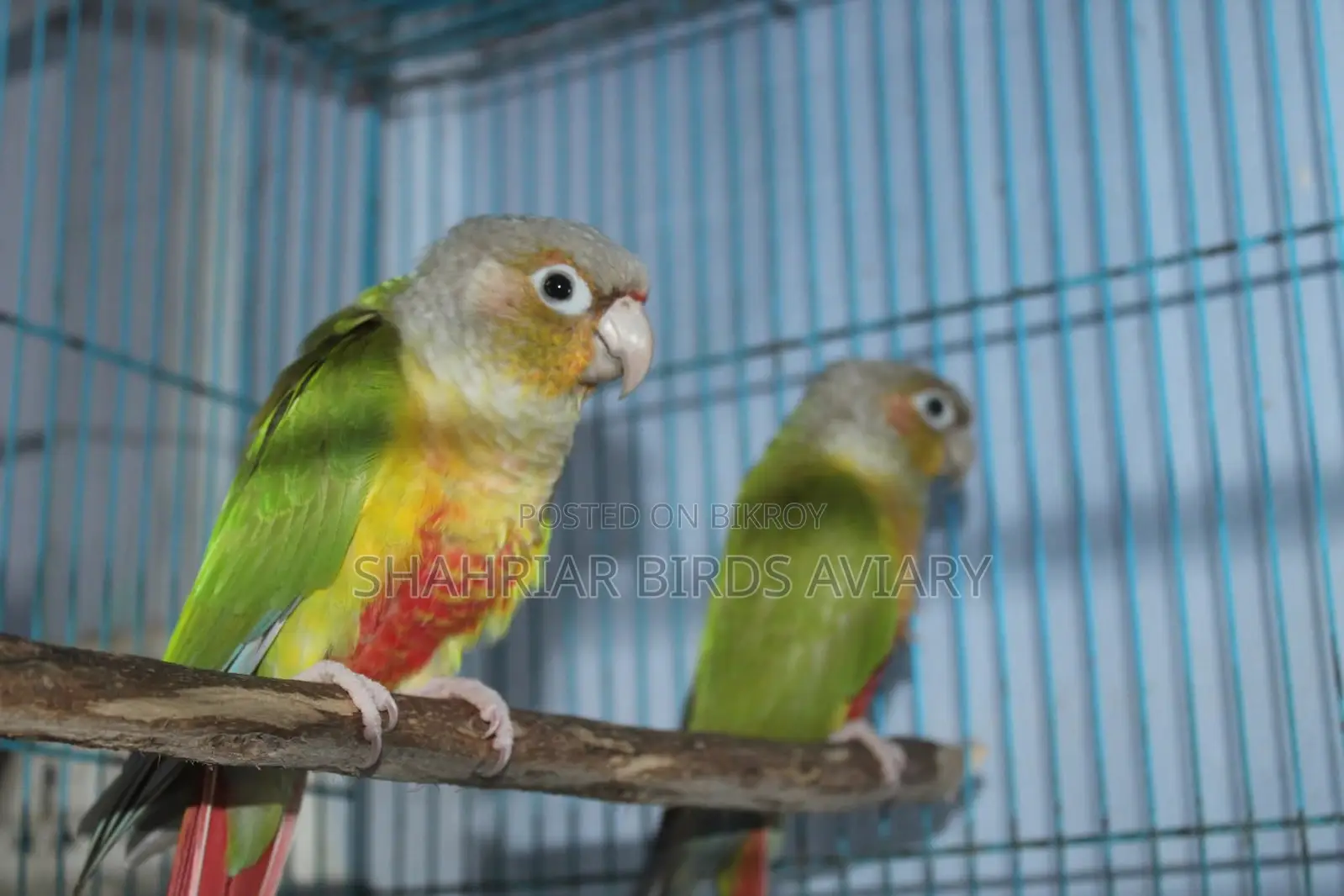 Pineapple Conure Pair