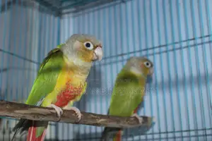 Pineapple Conure Pair