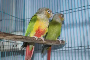Pineapple Conure Pair
