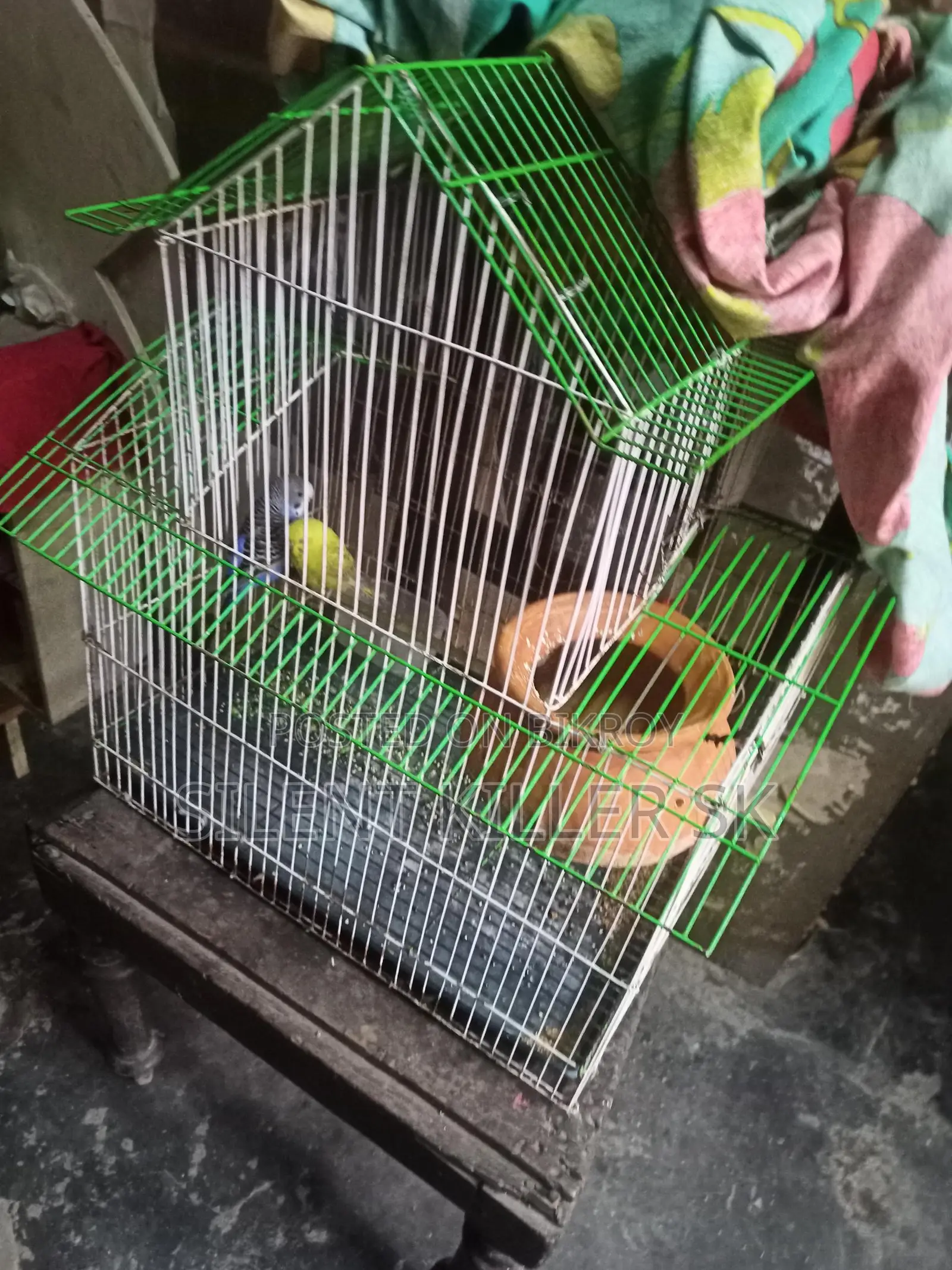 2 Pairs of Budgies