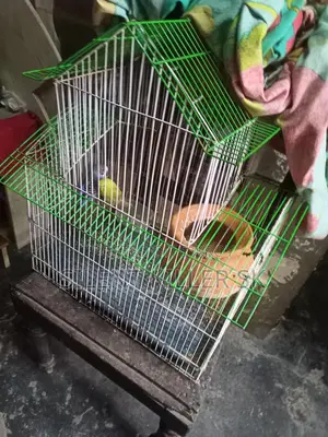 2 Pairs of Budgies
