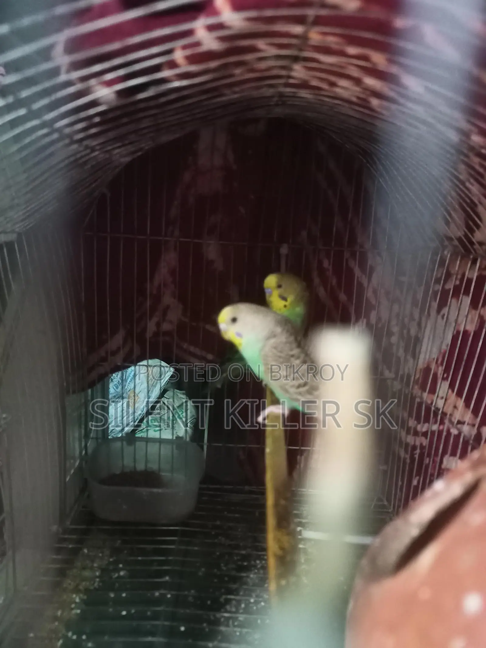 2 Pairs of Budgies