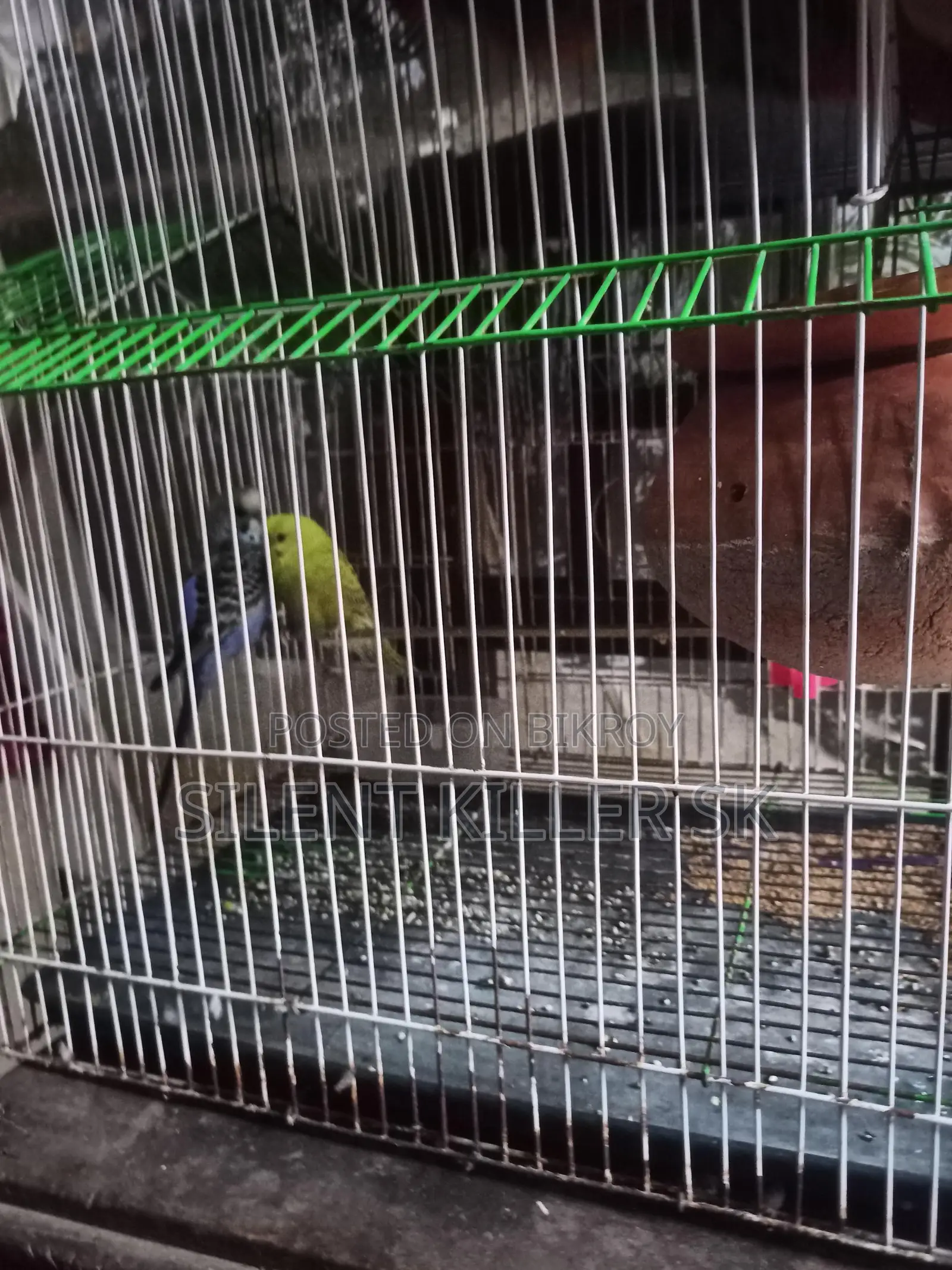 2 Pairs of Budgies