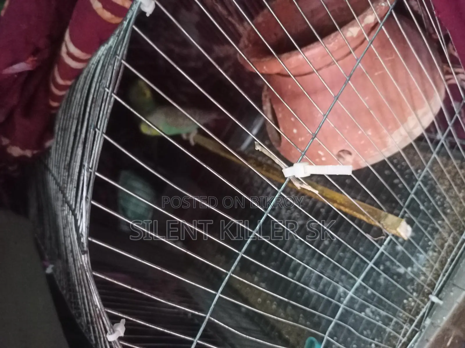 2 Pairs of Budgies
