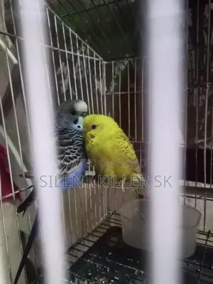 2 Pairs of Budgies