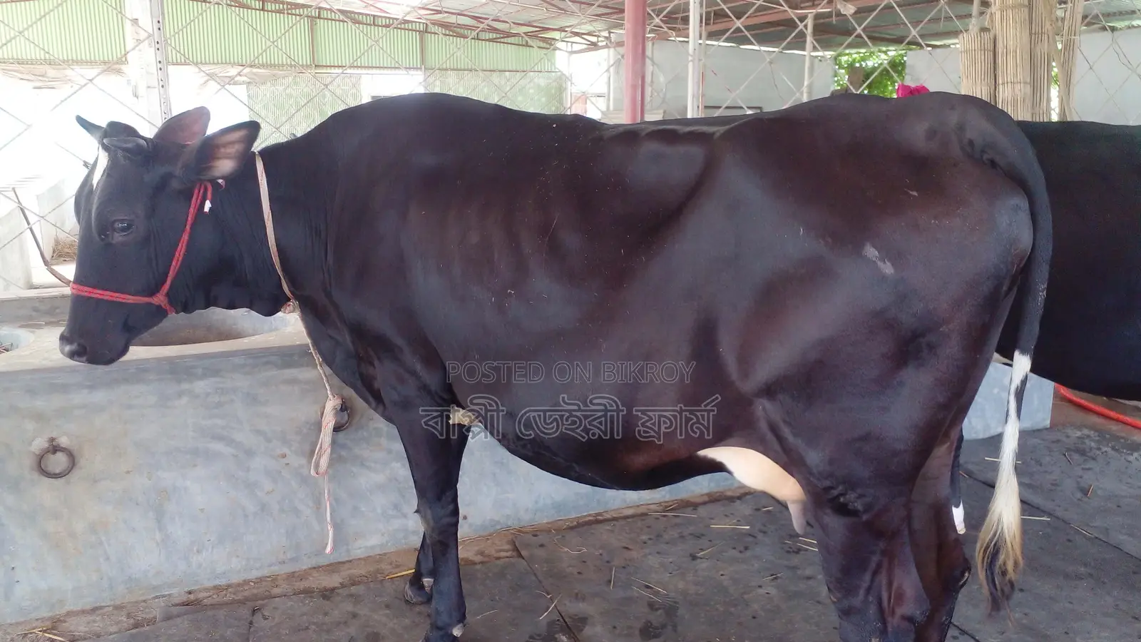 ৯৯২নং গাভী পোষার জন্য নিঃসন্ধেহে ভালো হবে।