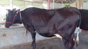 ৯৯২নং গাভী পোষার জন্য নিঃসন্ধেহে ভালো হবে।