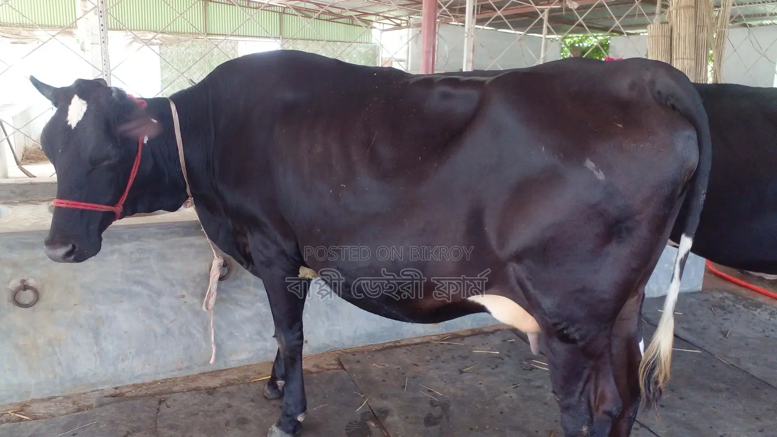 ৯৯২নং গাভী পোষার জন্য নিঃসন্ধেহে ভালো হবে।