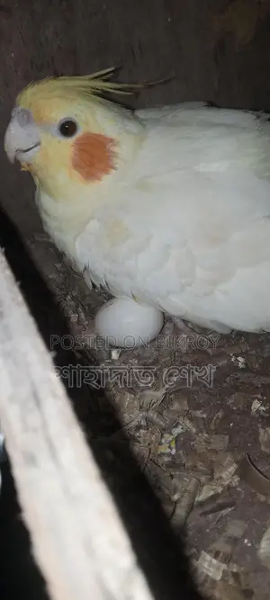 রানিং ডিম বাচ্চা করা কবুতর