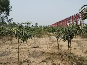 ০৫ শতক জমিতে আম-বাগান কিনুন