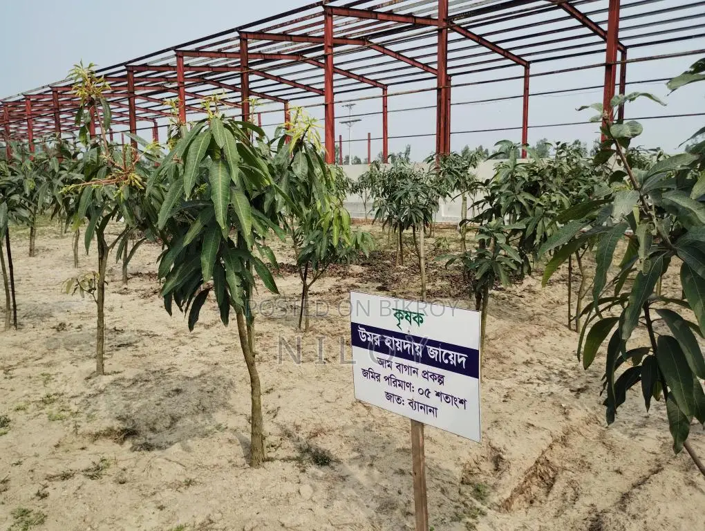 ০৫ শতক জমিতে আম-বাগান কিনুন