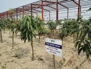 ০৫ শতক জমিতে আম-বাগান কিনুন