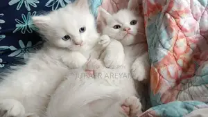 Pure Persian X Turkish Angora Baby
