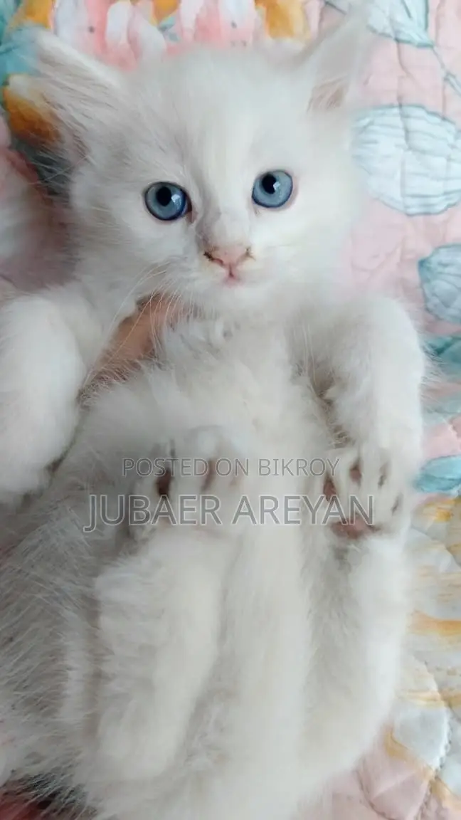 Pure Persian X Turkish Angora Baby