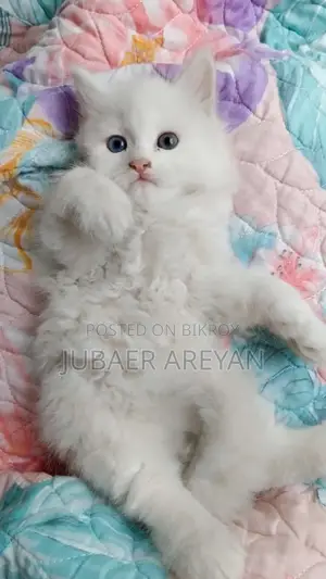 Pure Persian X Turkish Angora Baby