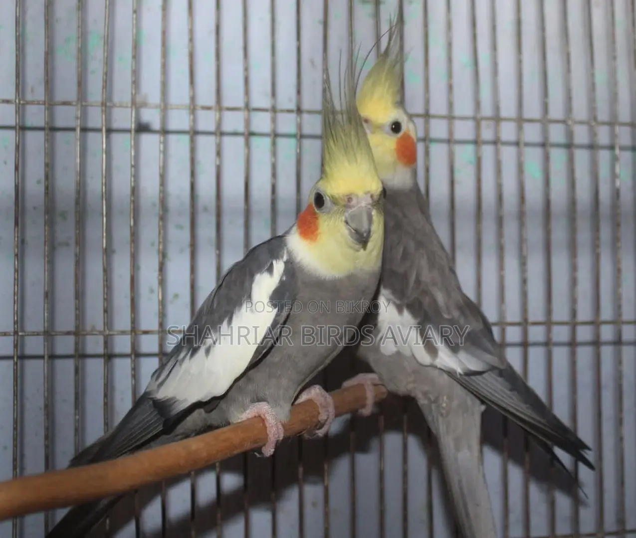 Grey Cockatiel Pair