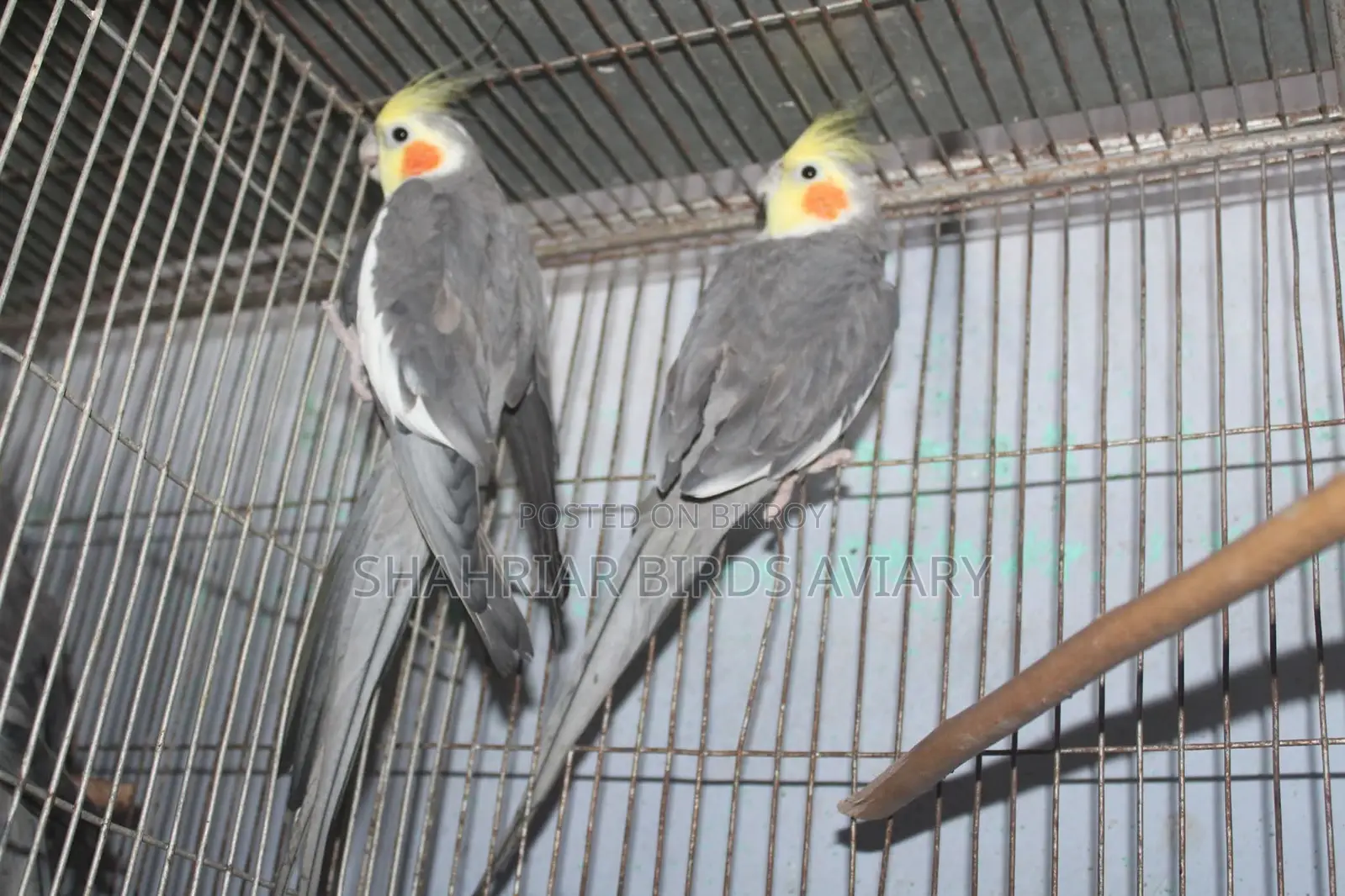 Grey Cockatiel Pair