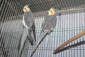 Grey Cockatiel Pair