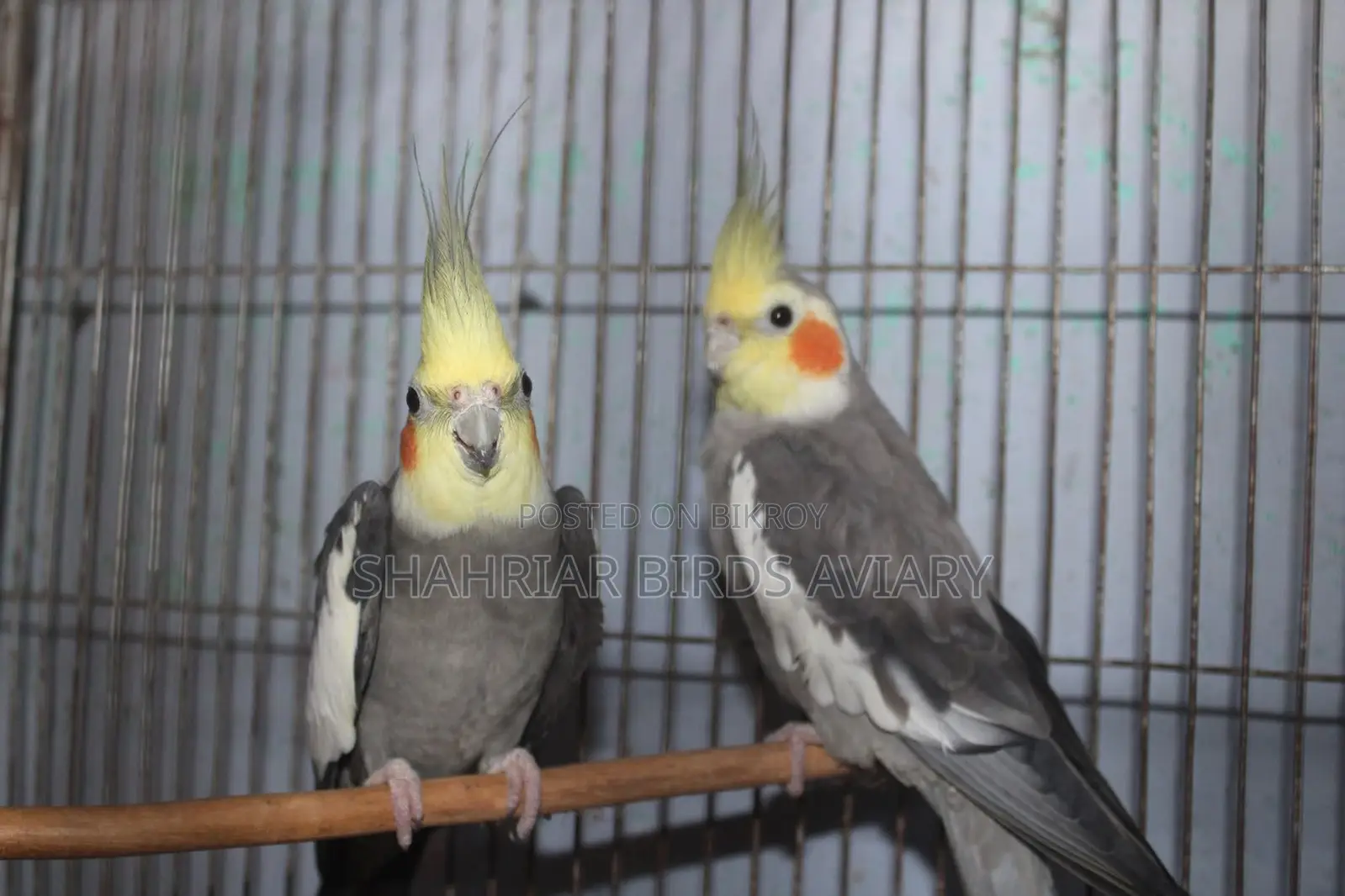 Grey Cockatiel Pair