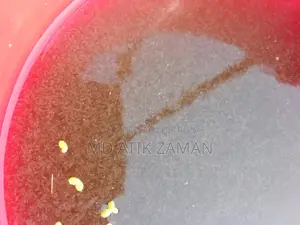 Fish Food Dafniya