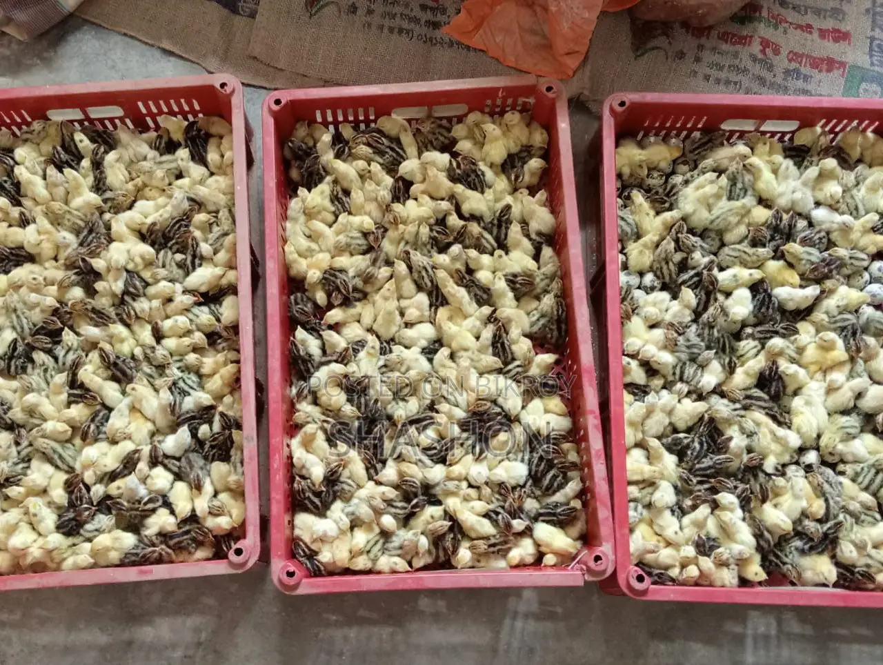 Quail chicks (0 days)
