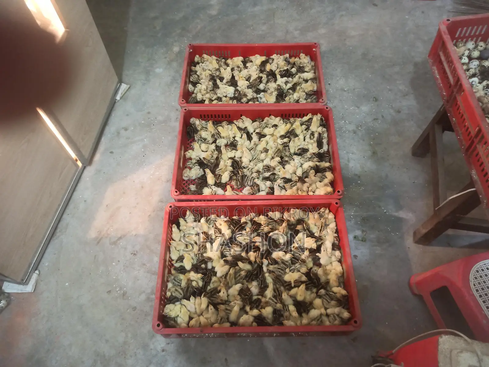 Quail chicks (0 days)