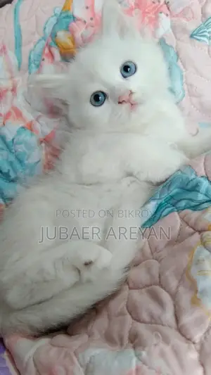 Pure Persian × Turkish Angora (Blue eyes)