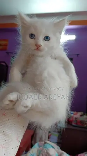 Pure Persian × Turkish Angora (Blue eyes)