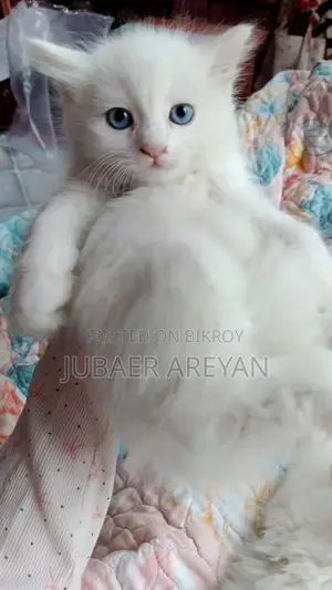 Pure Persian × Turkish Angora (Blue eyes)