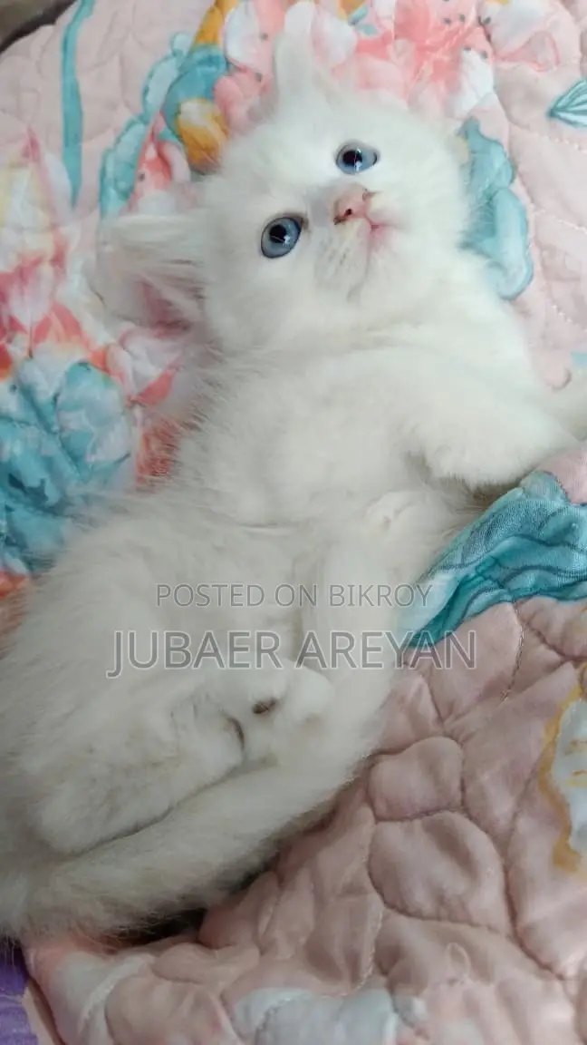 Pure Persian × Turkish Angora (Blue eyes)